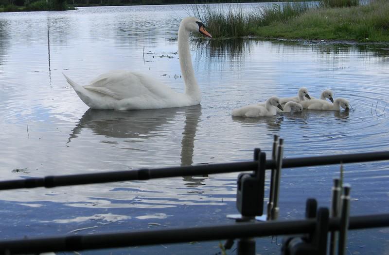 GARDNER - 97200064661970868578867778773n.jpg